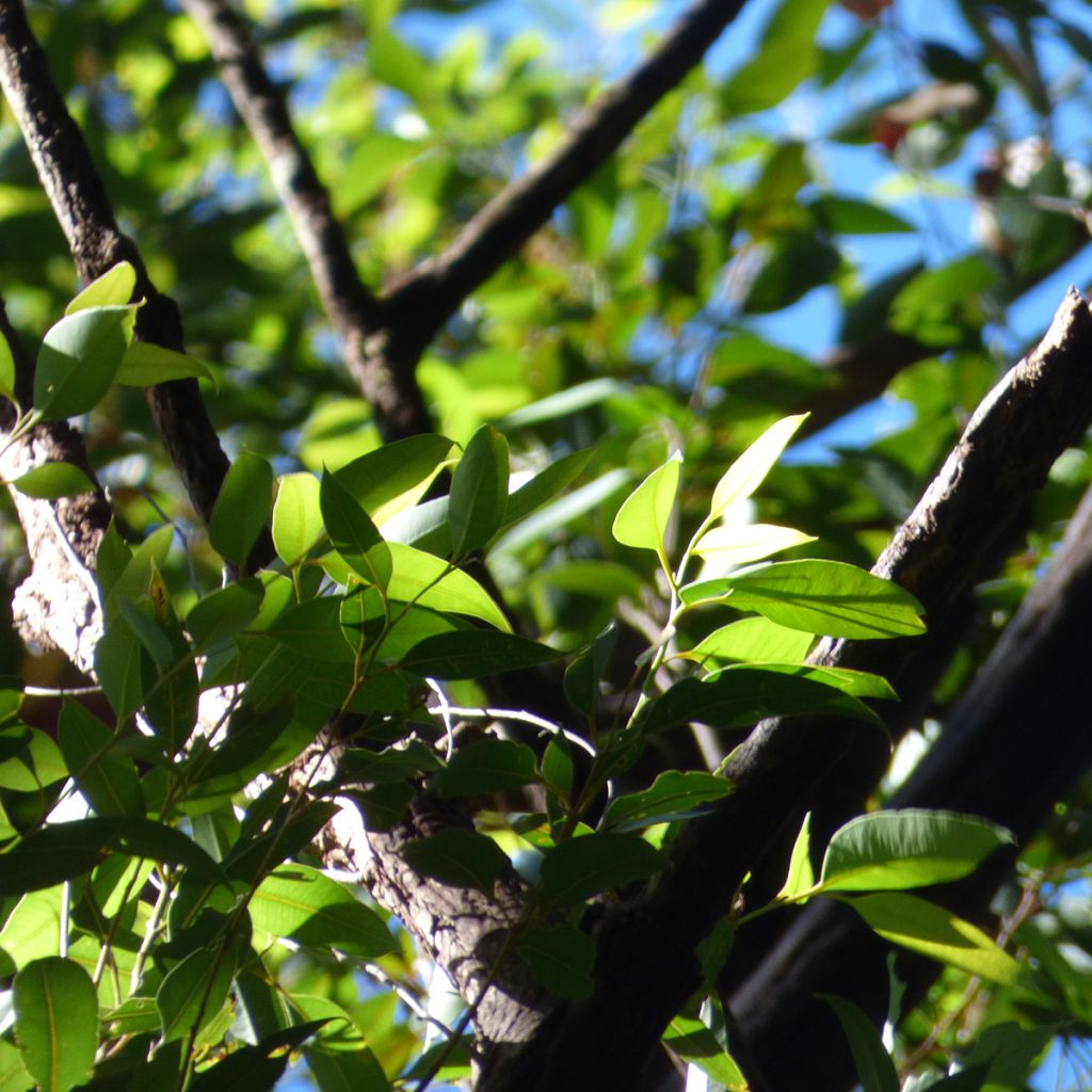 Eucalyptus robusta