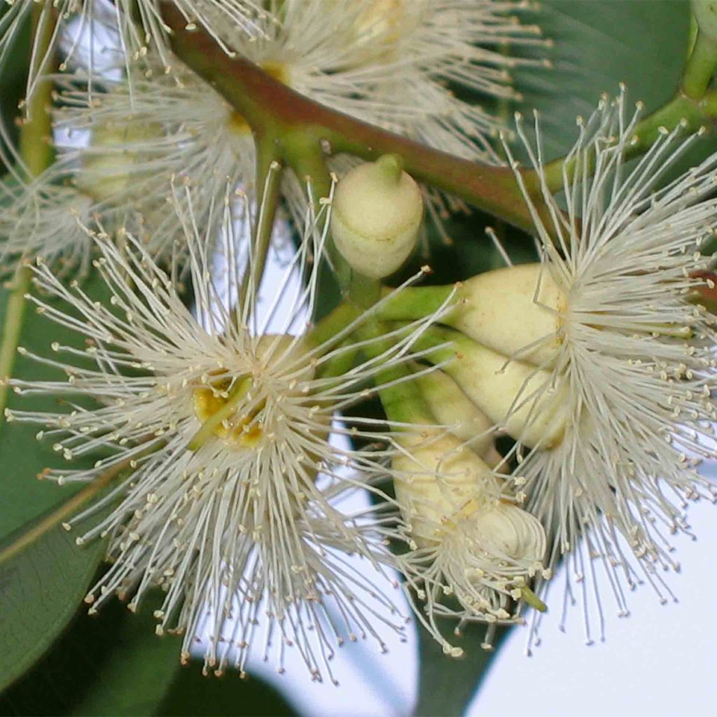 Eucalyptus robusta