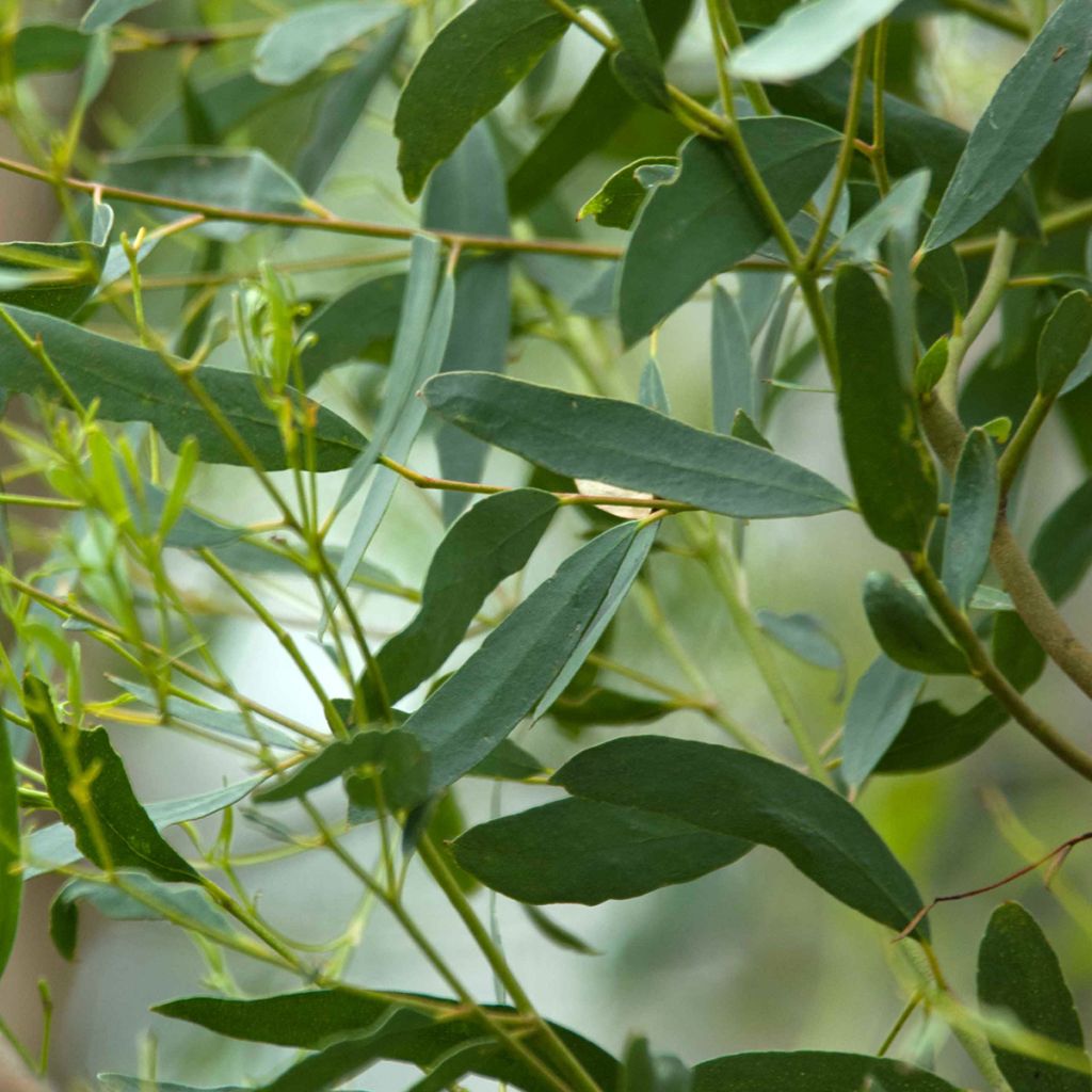 Eucalyptus rodwayi