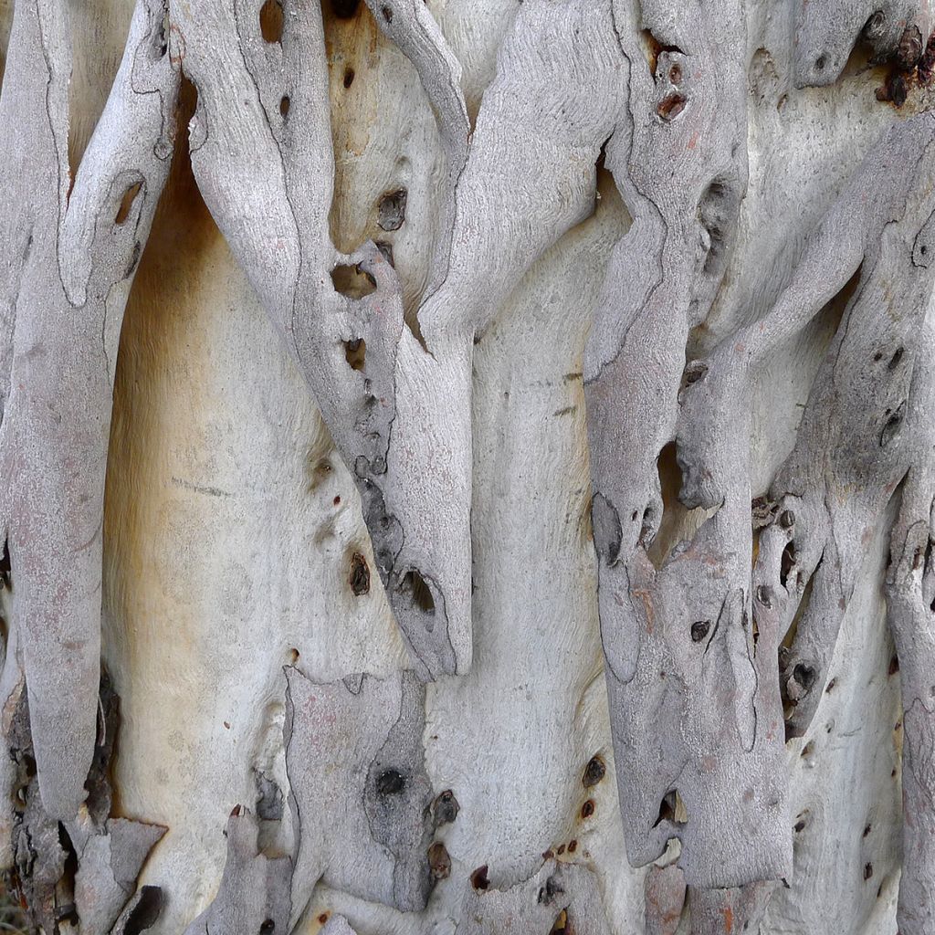 Eucalyptus rubida