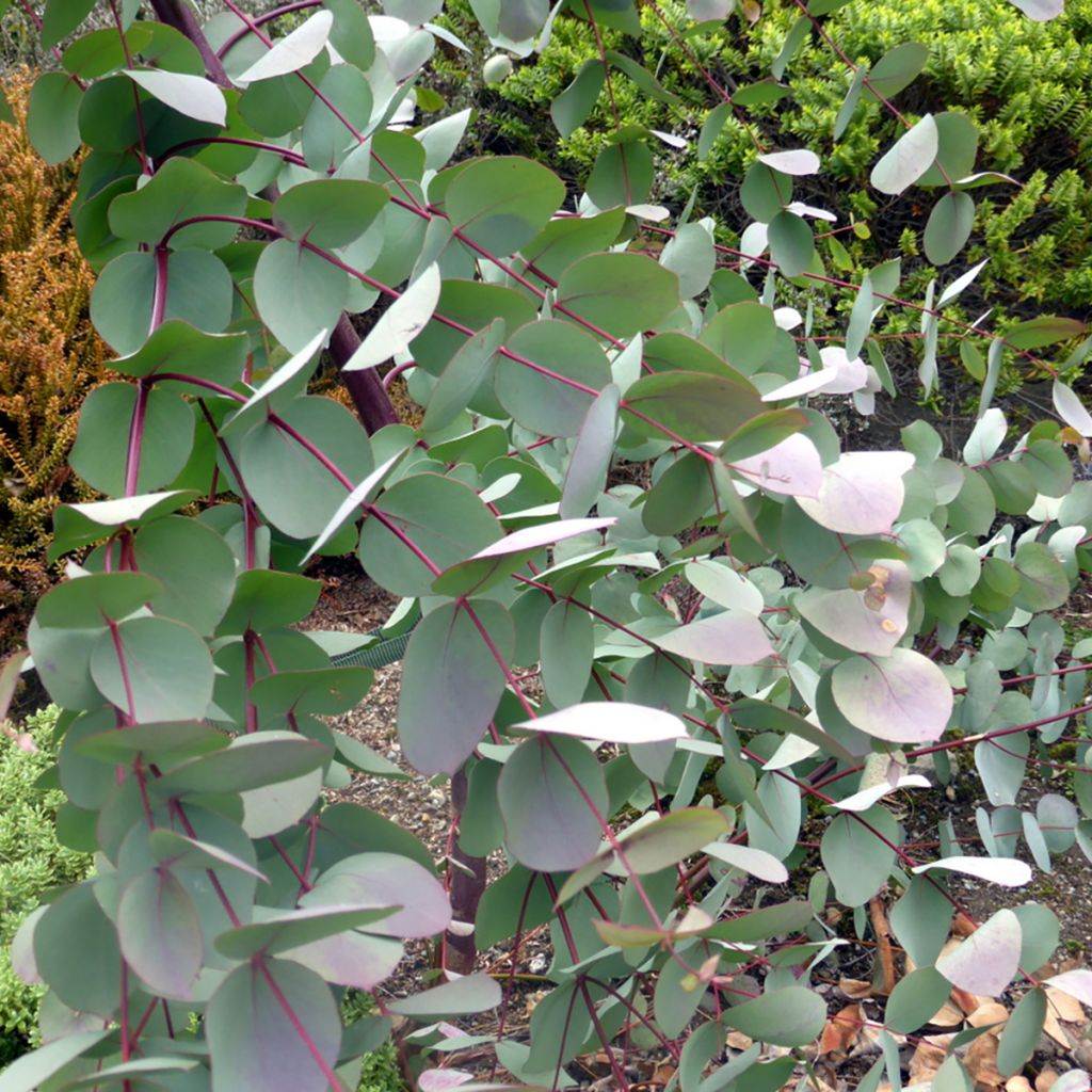 Eucalyptus rubida