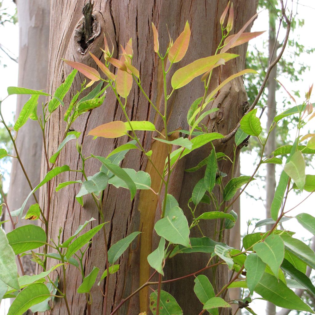 Eucalyptus saligna