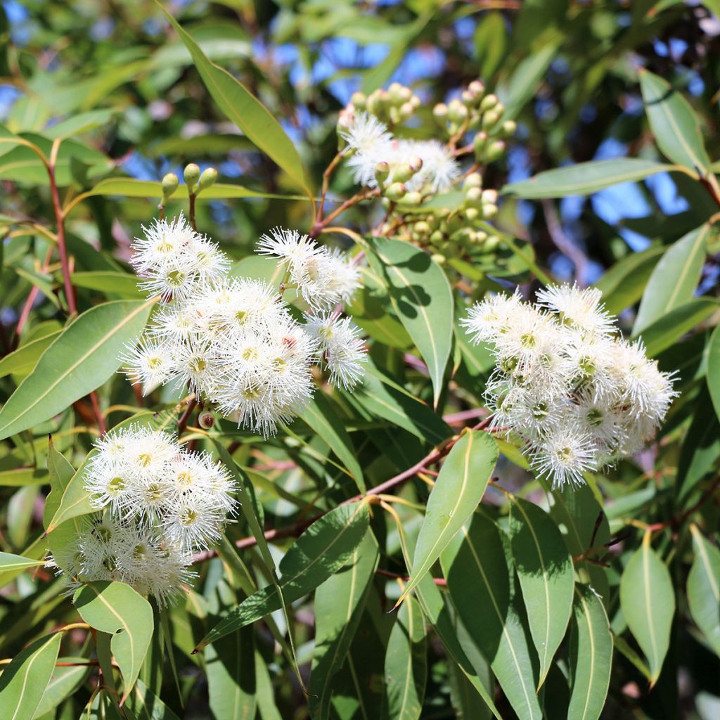 Eucalyptus scoparia