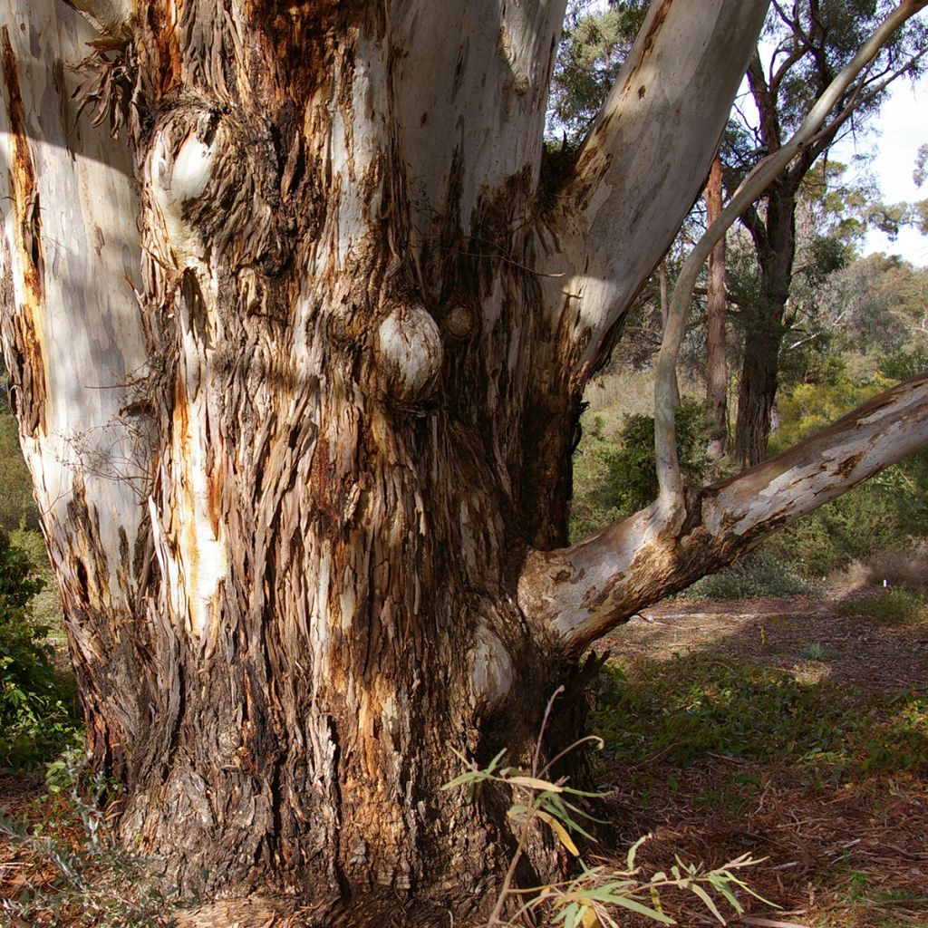 Eucalyptus scoparia