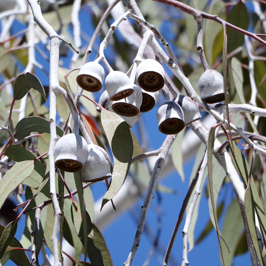 Eucalyptus scoparia