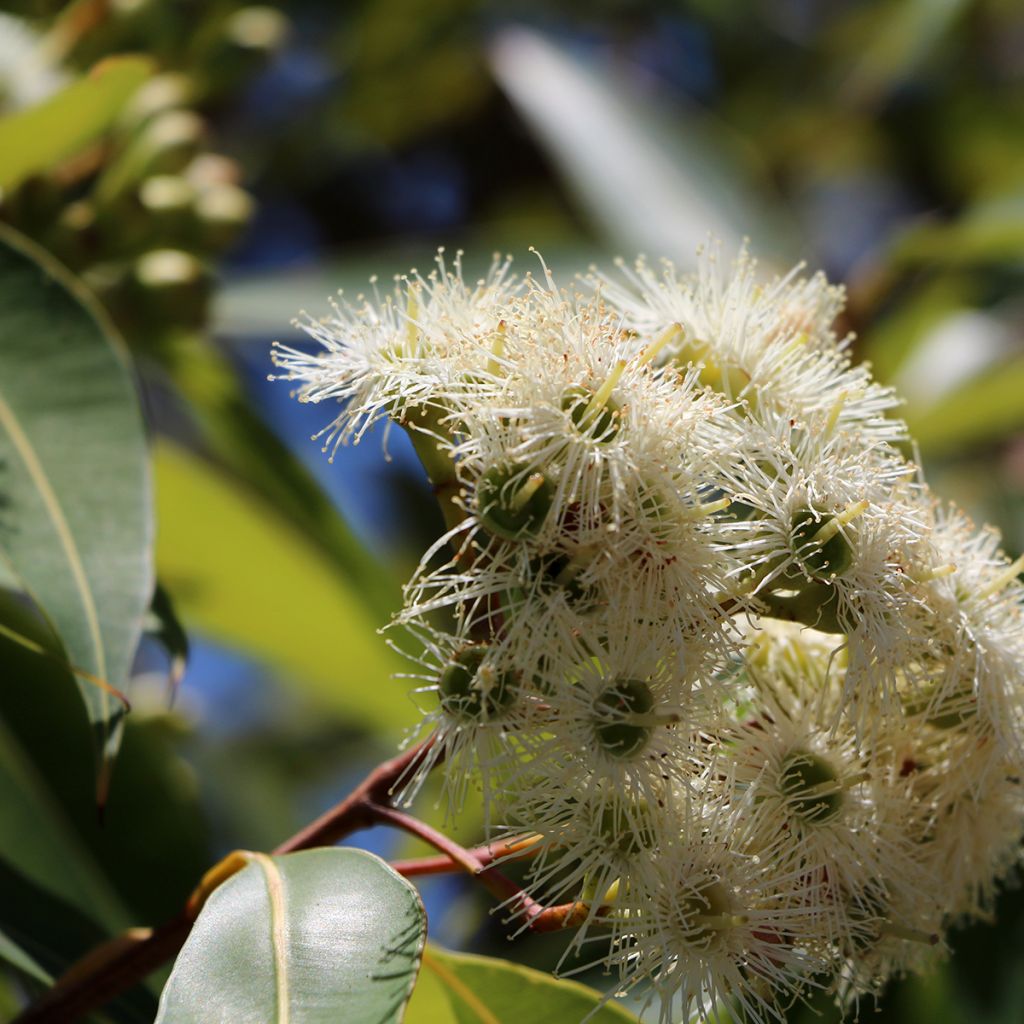 Eucalyptus scoparia