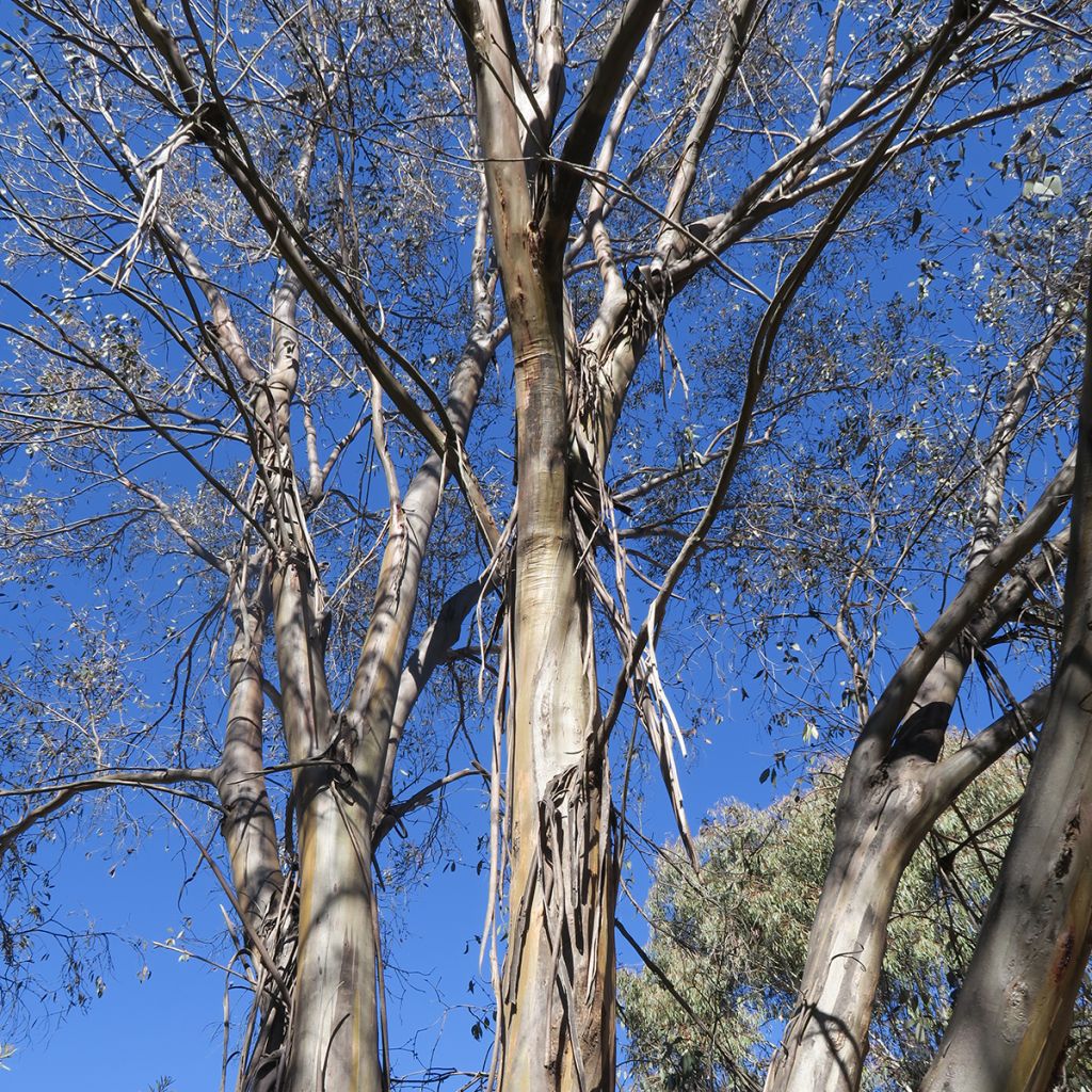 Eucalyptus stellulata Kiandra