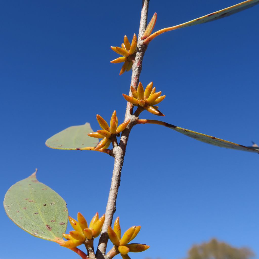 Eucalyptus stellulata Kiandra