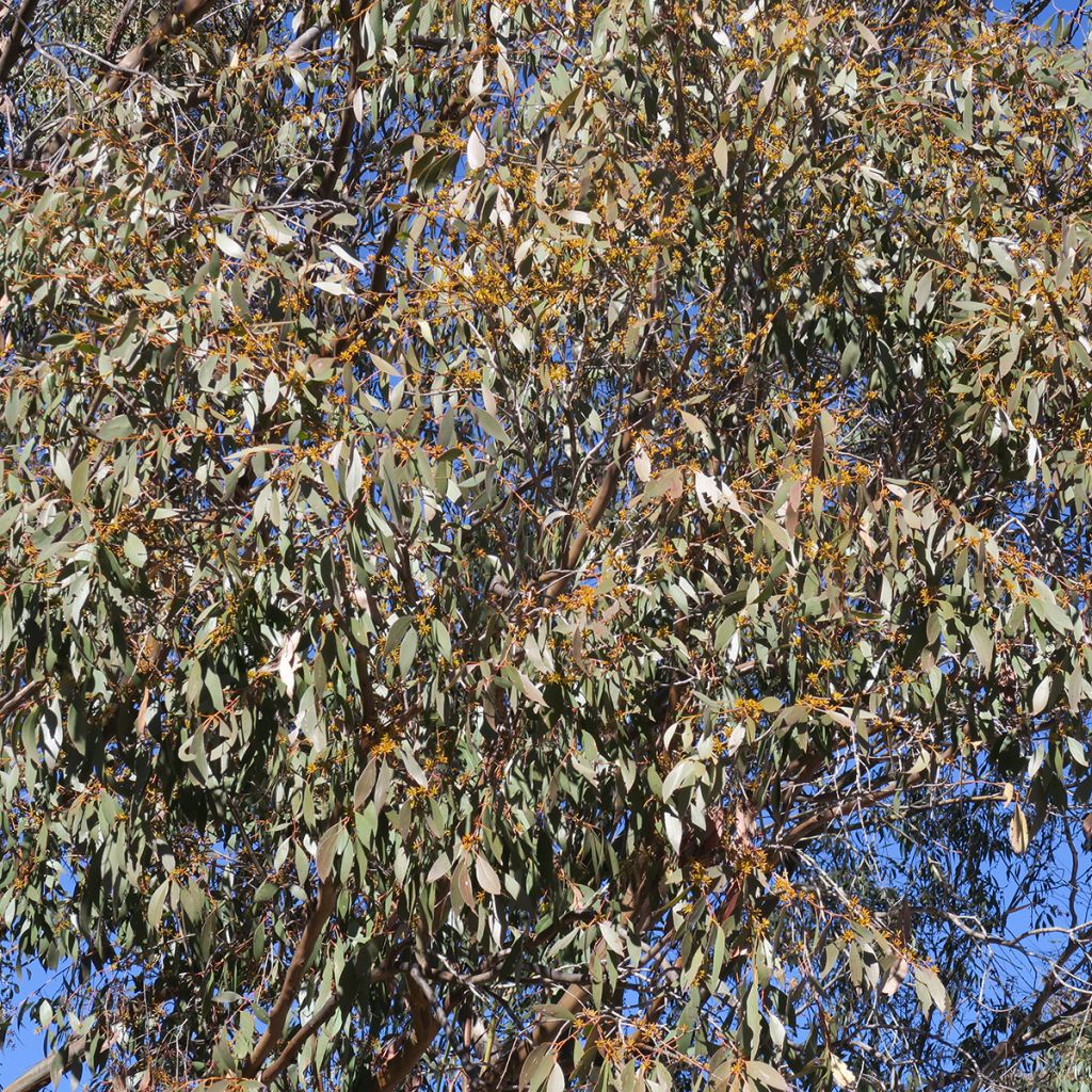 Eucalyptus stellulata Kiandra