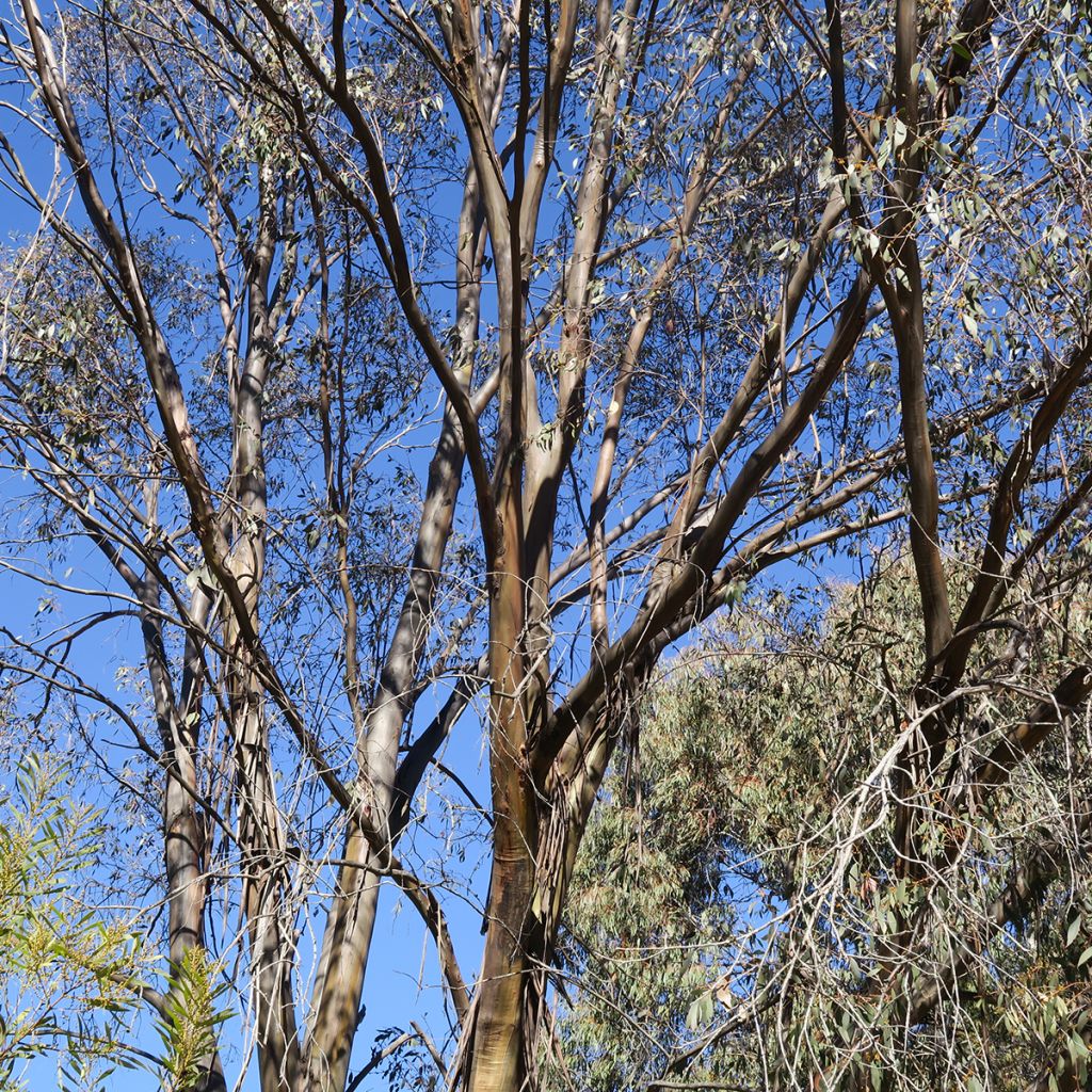 Eucalyptus stellulata Kiandra