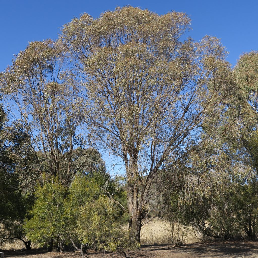 Eucalyptus stellulata Kiandra