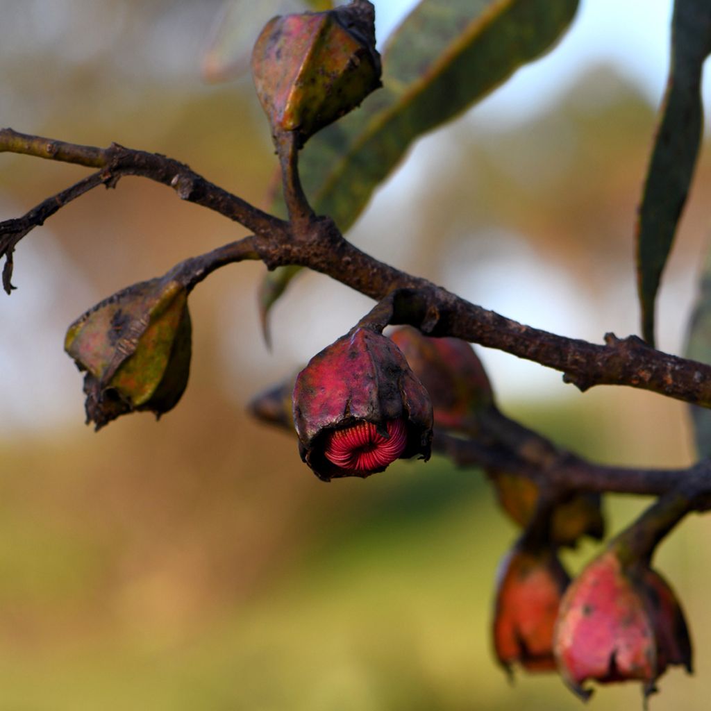 Eucalyptus tetraptera