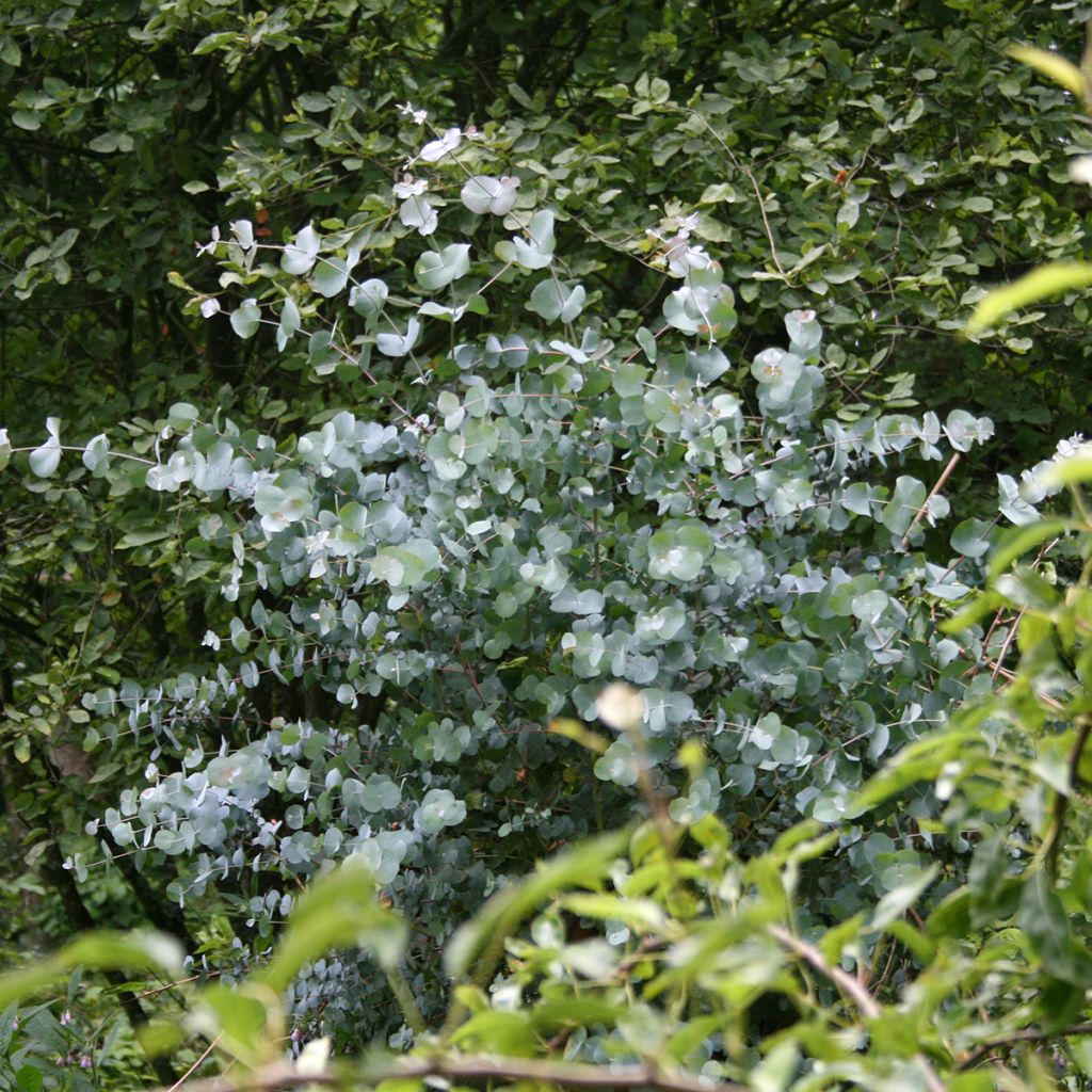 Eucalyptus urnigera