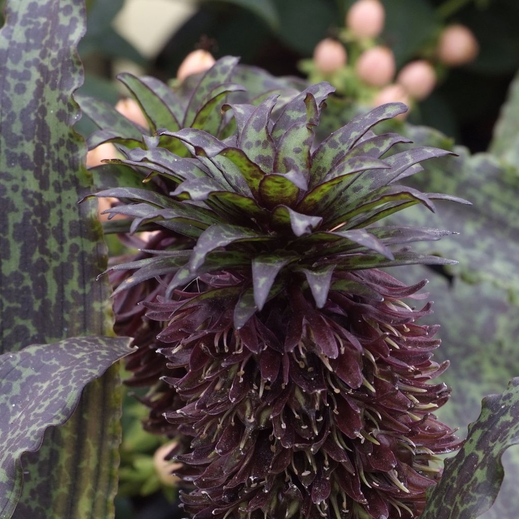 Eucomis vandermerwei - Pineapple flower