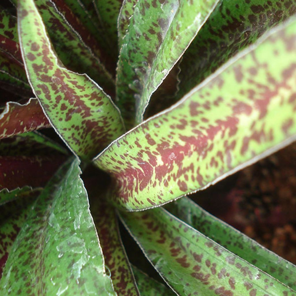 Eucomis vandermerwei - Pineapple flower