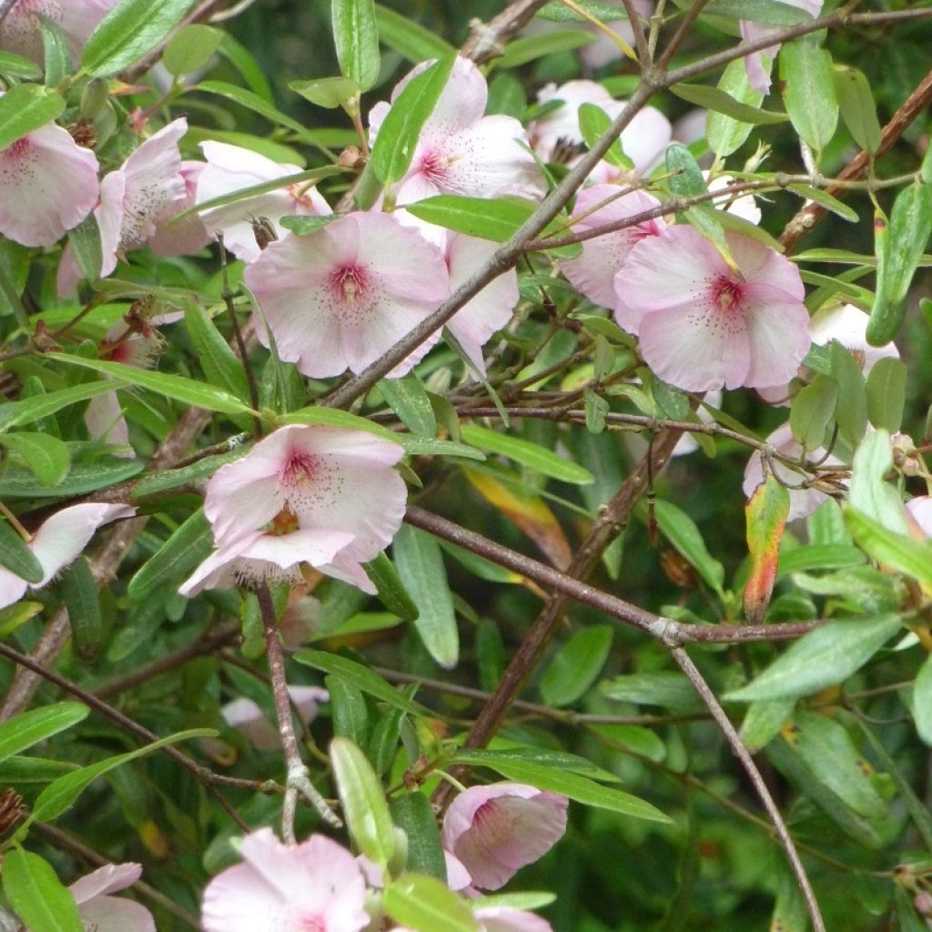 Eucryphia lucida Ballerina - Eucryphia luisant