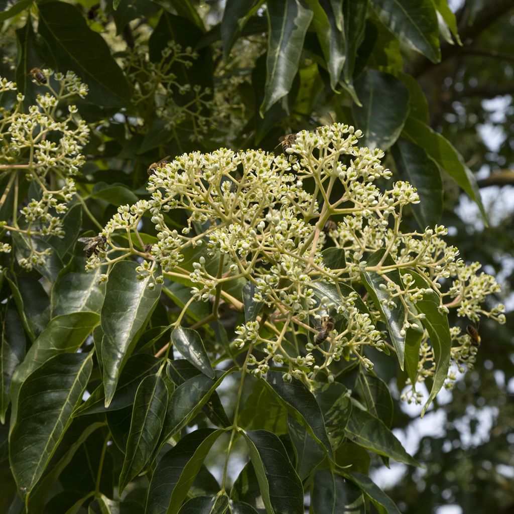 Tetradium daniellii