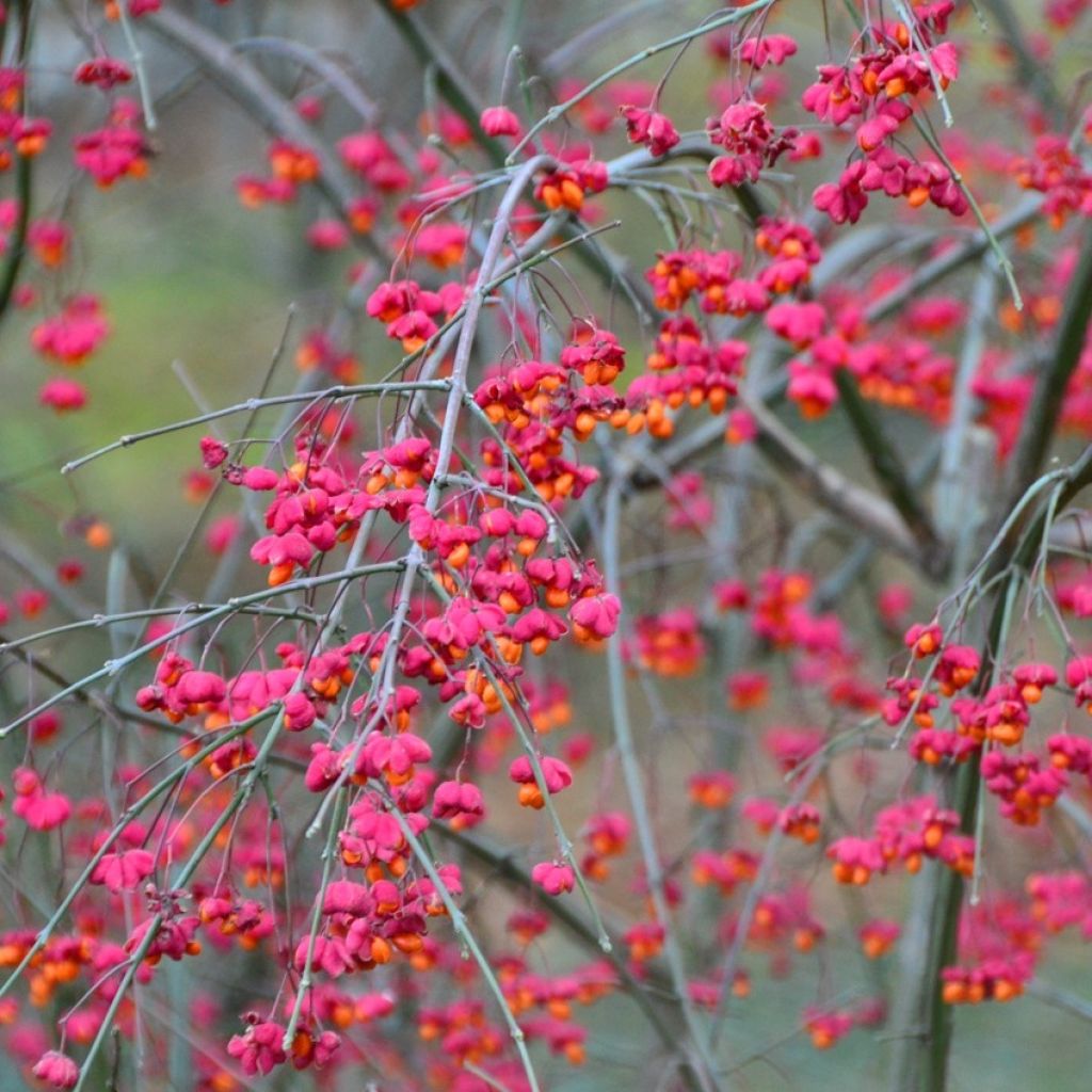 Euonymus europaeus 