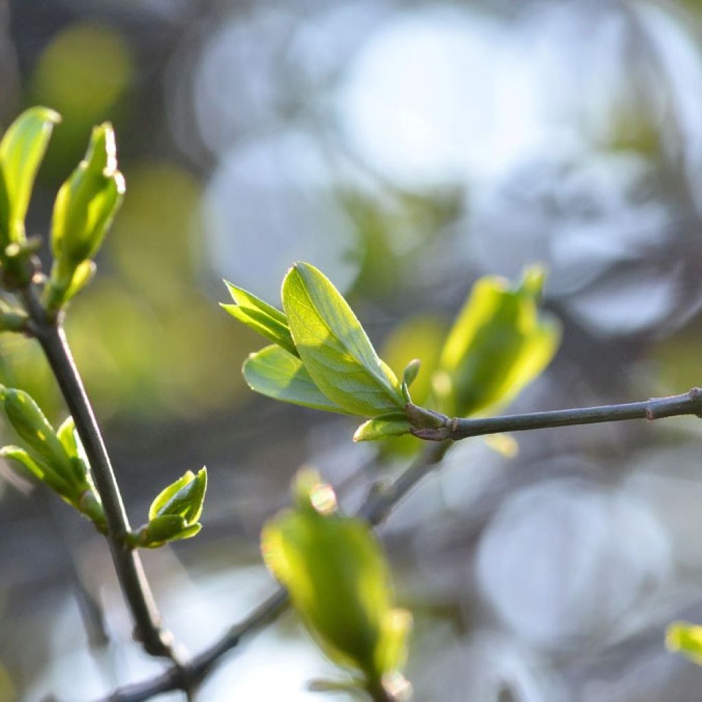 Euonymus europaeus, Fusain d'Europe