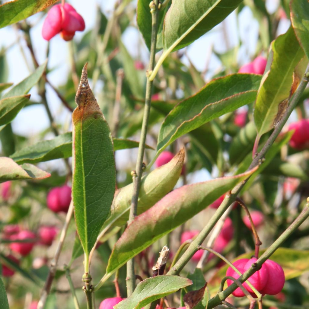 Euonymus europaeus, Fusain d'Europe