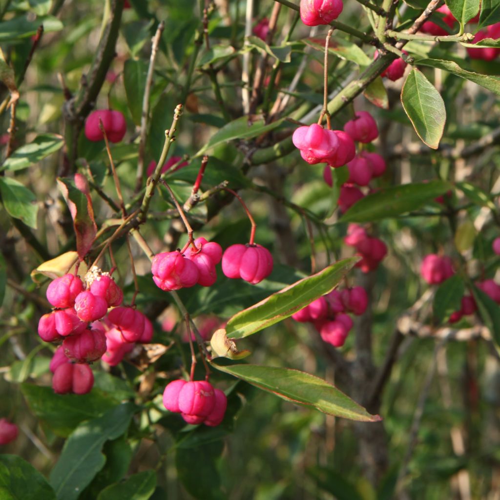 Euonymus europaeus, Fusain d'Europe