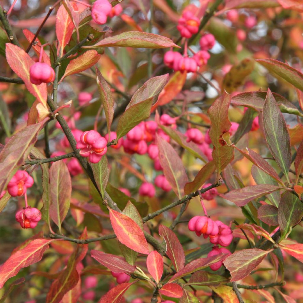 Euonymus europaeus - European Spindle