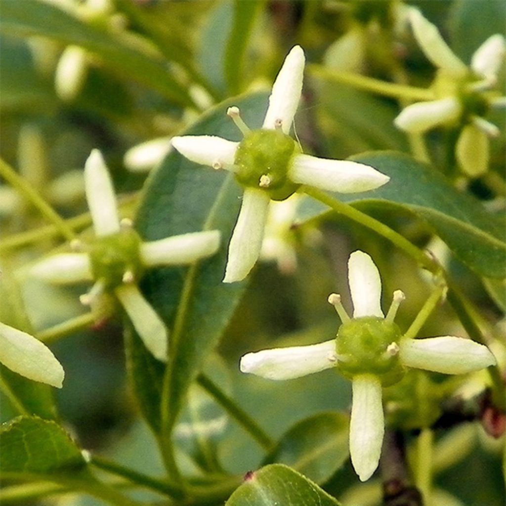 Euonymus europaeus - European Spindle