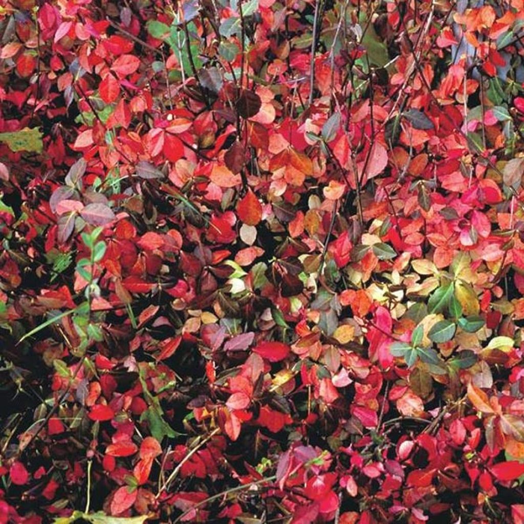 Euonymus fortunei Coloratus