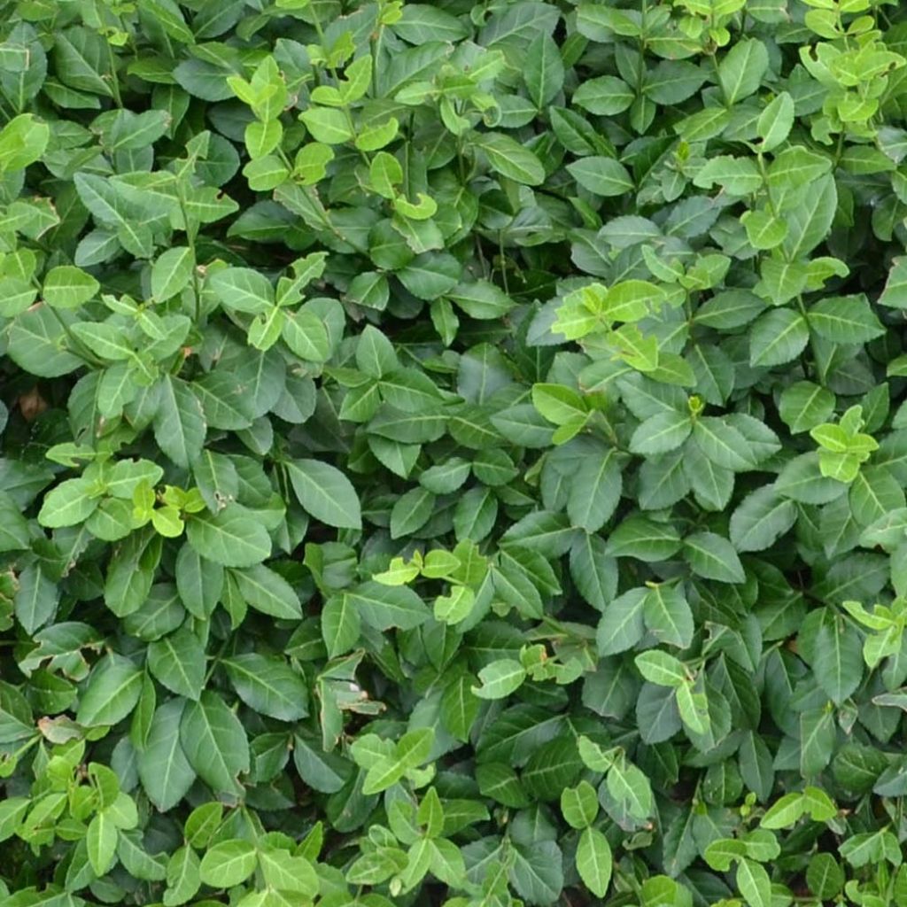 Euonymus fortunei Coloratus - Fusain rampant