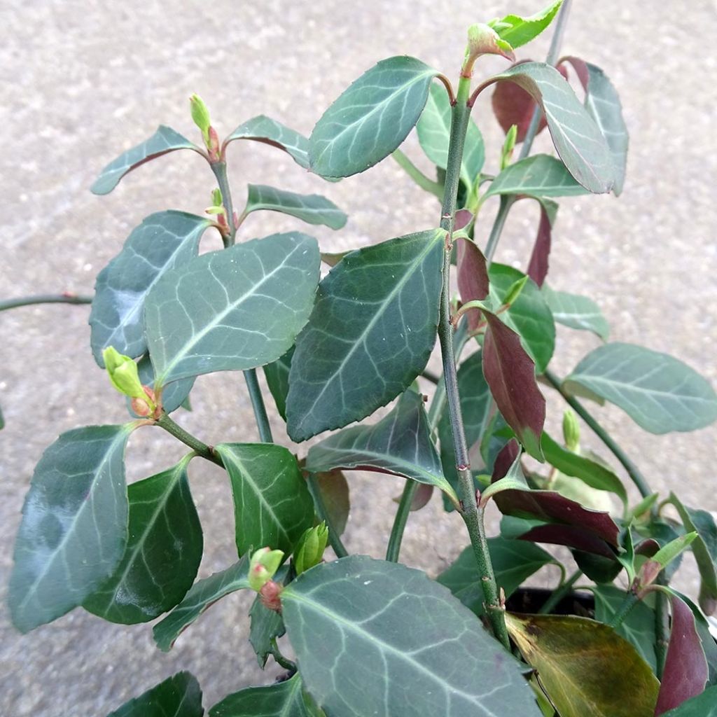 Euonymus fortunei Coloratus - Fusain rampant