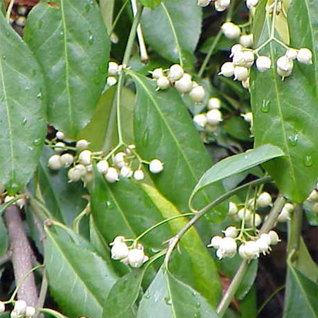 Euonymus fortunei Radicans - Fusain rampant.