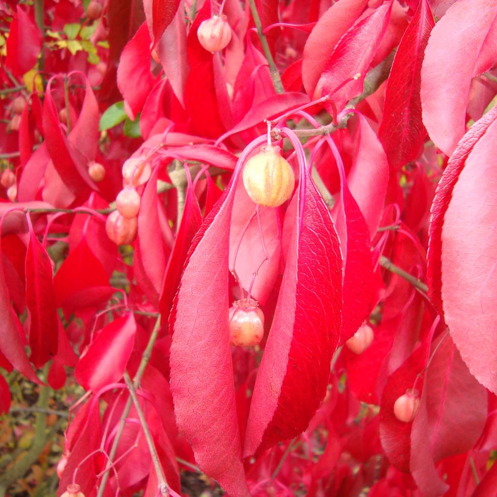 Euonymus grandiflorus  Red Wine