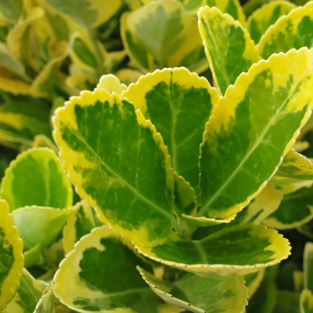 Euonymus japonicus Aureomarginatus - Fusain du Japon panaché.