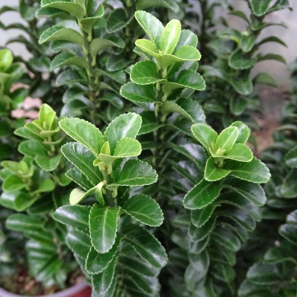 Euonymus japonicus Benkomasaki Erecta - Japanese Spindle