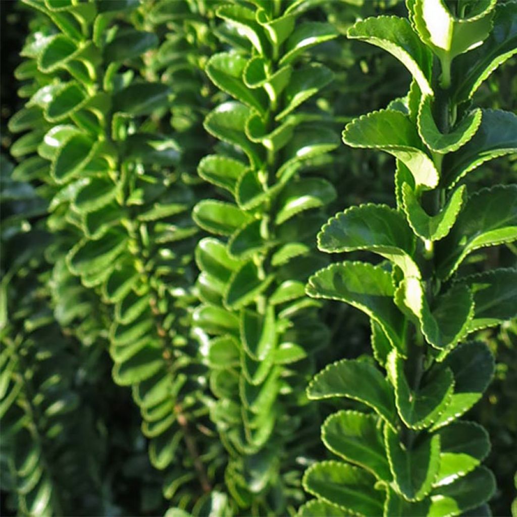 Euonymus japonicus Benkomasaki (Erecta)