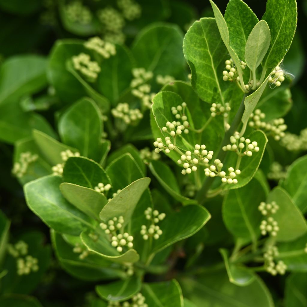 Euonymus japonicus - Fusain du Japon