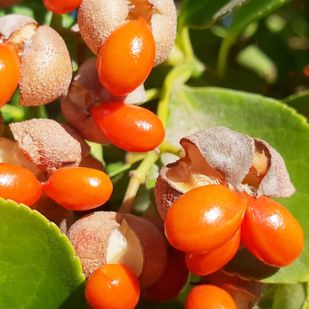 Euonymus japonicus - Fusain du Japon