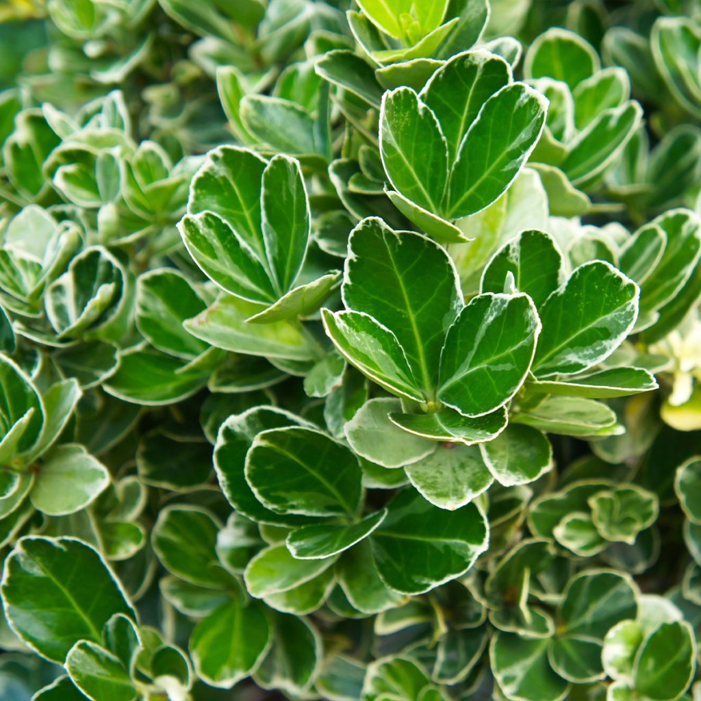 Euonymus japonicus Louisette - Fusain du Japon