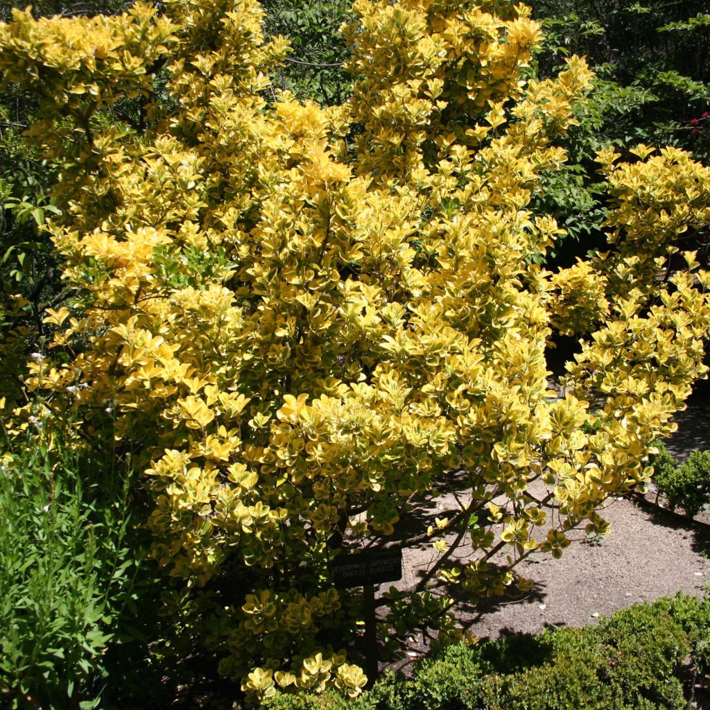 Euonymus japonicus Ovatus Aureus (Marieke)