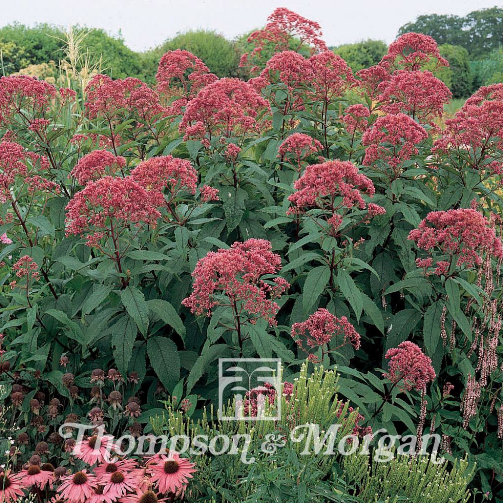 Eupatorium maculatum Atropurpureum Seeds