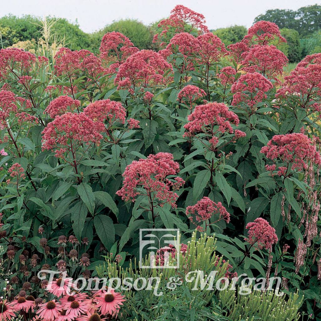 Eupatorium Maculatum Atropurpureum 