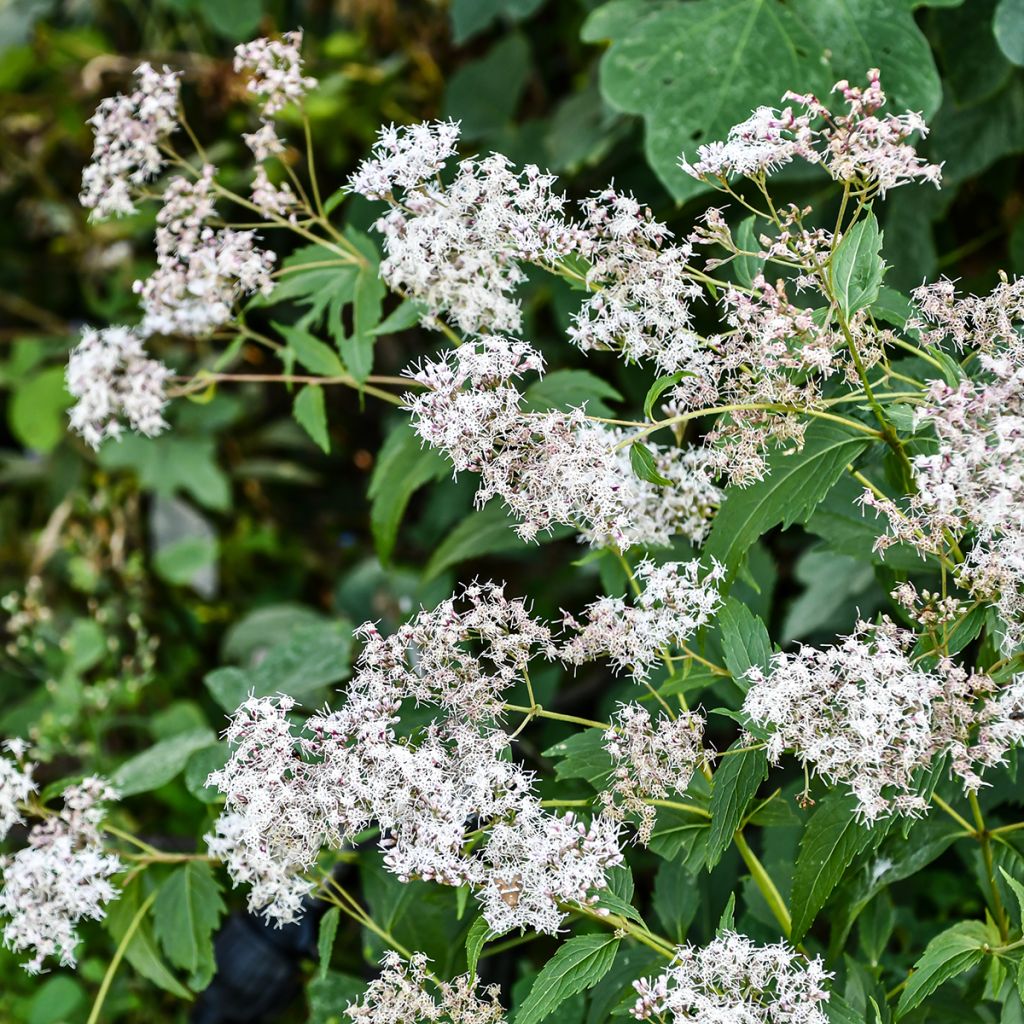 Eupatorium fistulosum var. albidum Bartered Bride