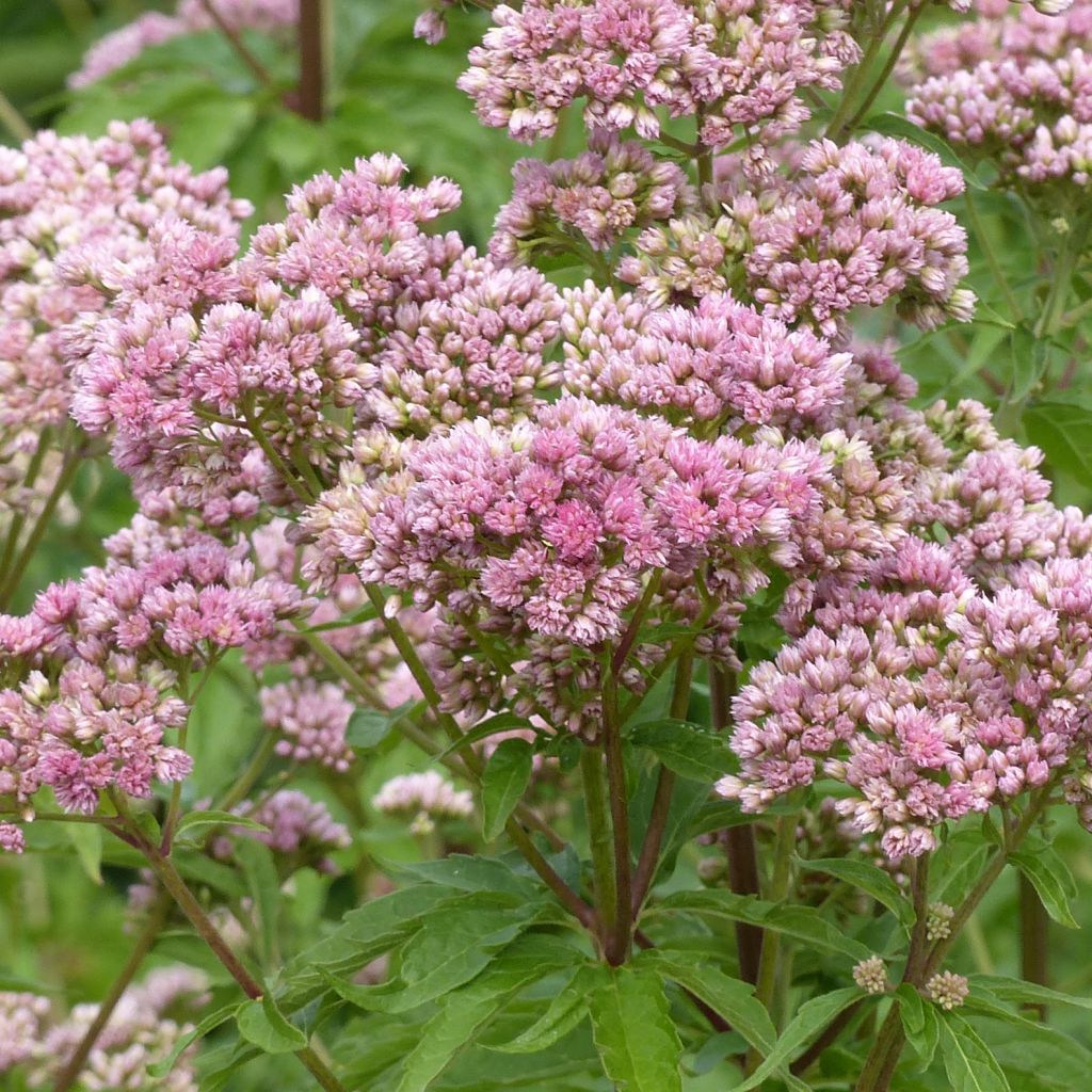 Eupatorium cannabinum Plenum, Eupatoire