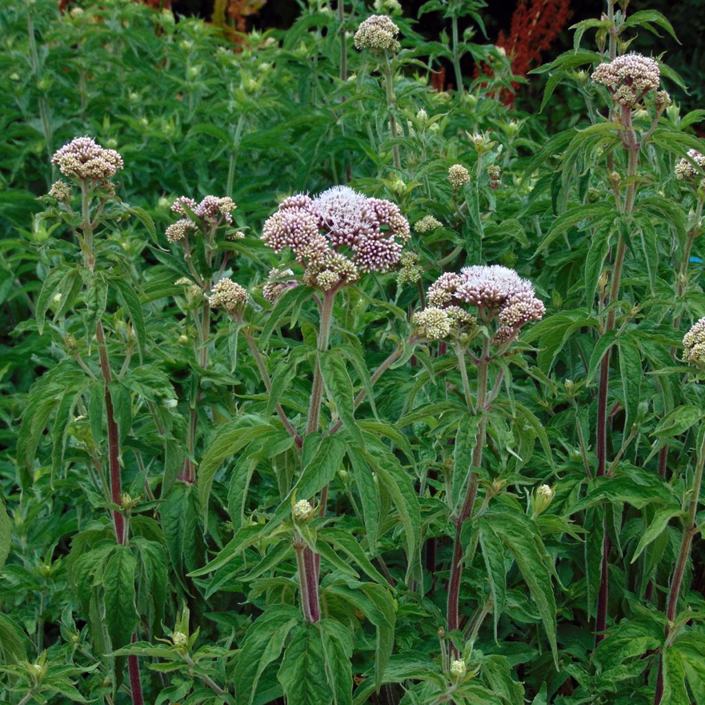 Eupatorium cannabinum Plenum - Eupatoire