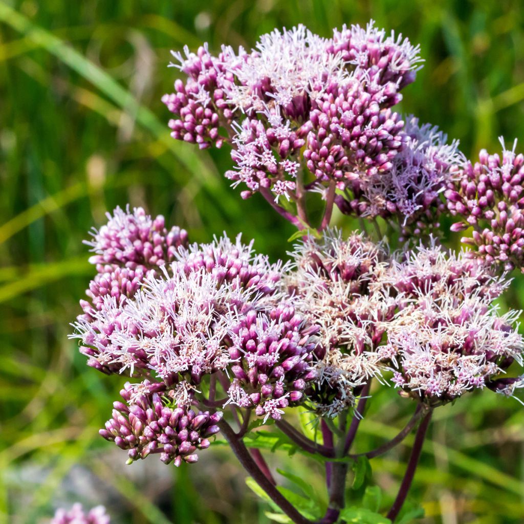 Eupatorium cannabinum Plenum