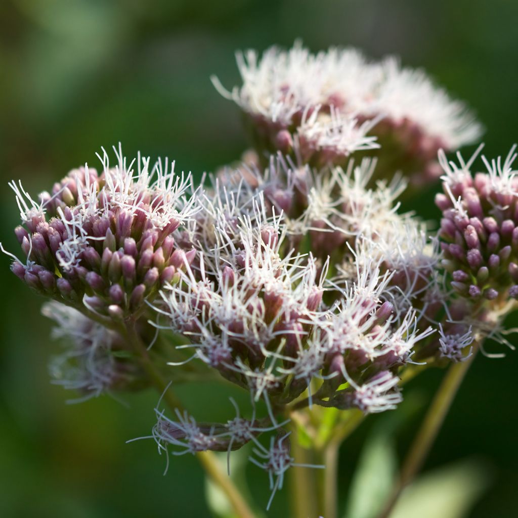 Eupatorium cannabinum Plenum