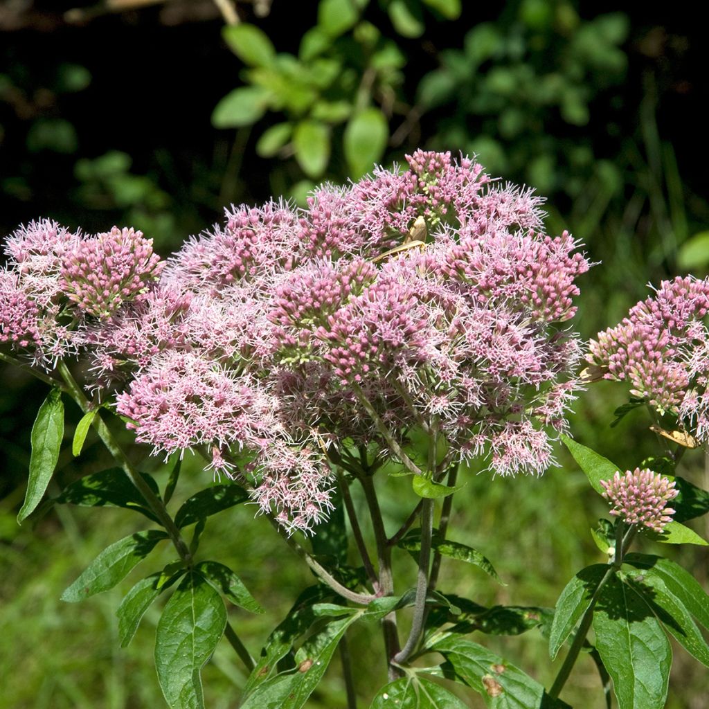 Eupatorium cannabinum Plenum