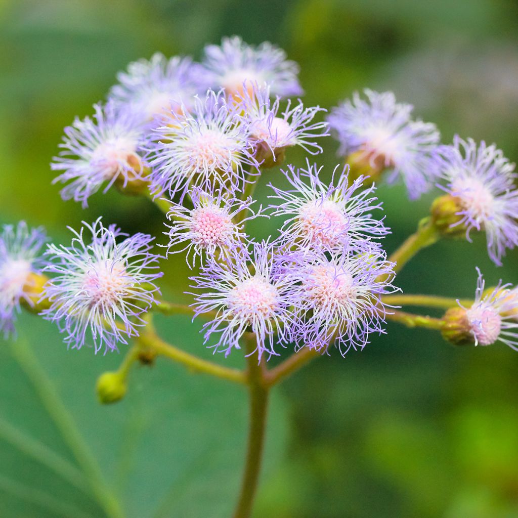 Eupatorium coelestinum