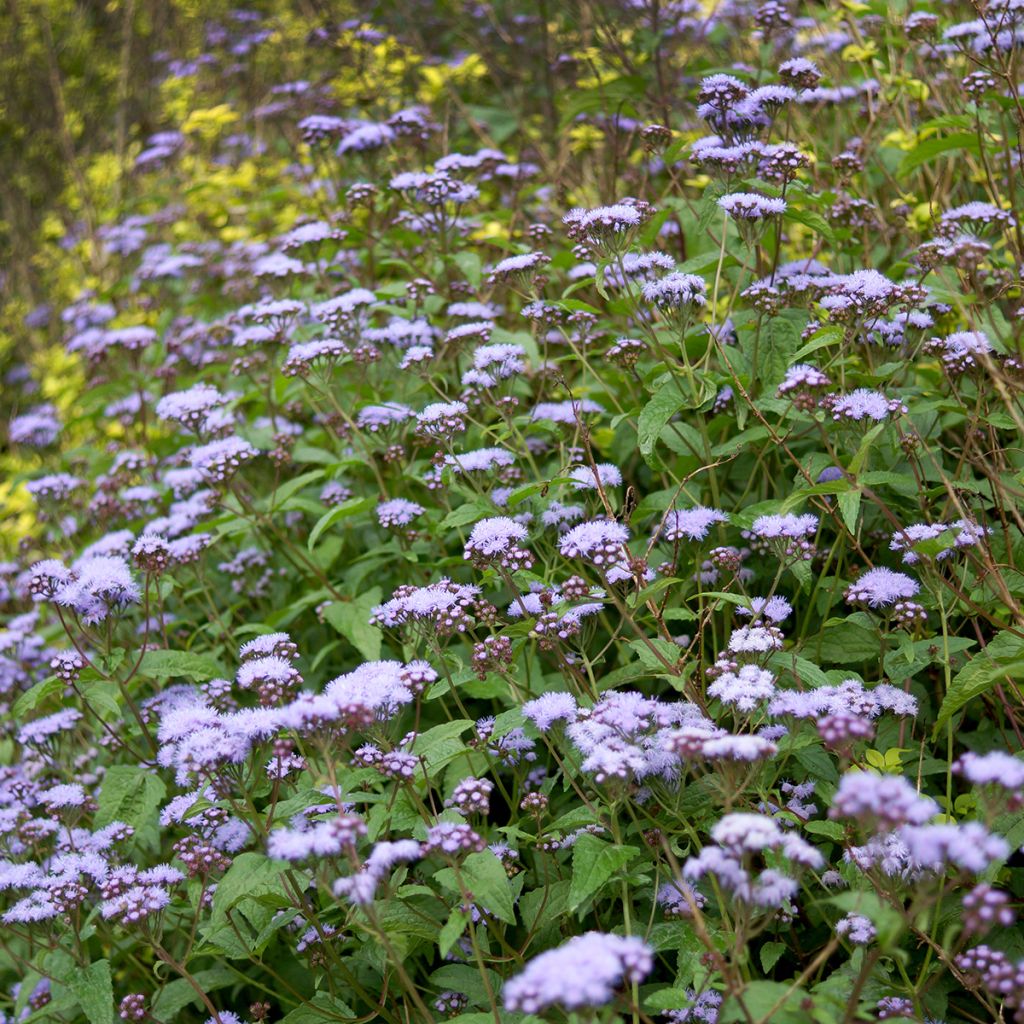 Eupatorium coelestinum