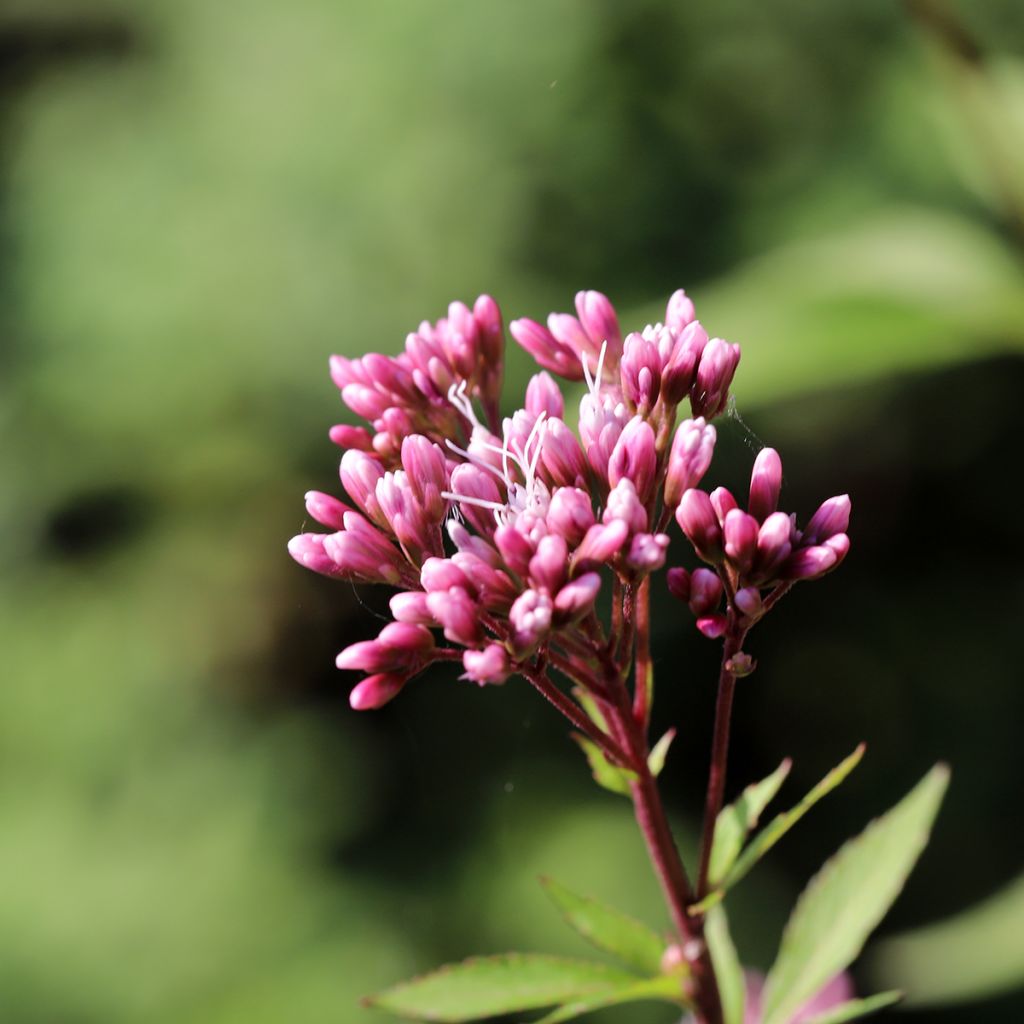 Eupatorium fistulosum Atropurpureum